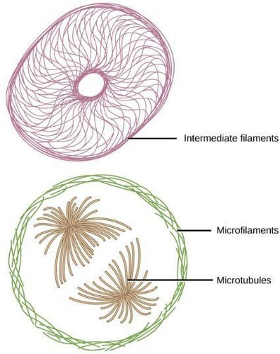 <p>Flagella, cilia, microfilaments, microtubules, and intermediate filaments.</p>