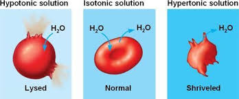 <p>always movement in both directions, net movement of water from less concentrated to more concentrated</p><ul><li><p>hypertonic solution - higher concentration of osmotically active solutes</p></li><li><p>hypotonic solution - lower concentration of osmotically active solutes</p></li><li><p>isotonic solutions - no difference in concentrations of osmotically active solutes, no net movement of water between two isotonic solutions</p></li></ul><p></p>