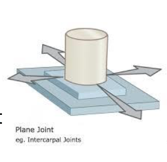 <p>Plane (Gliding): Intercarpal joints → Sliding movement</p>