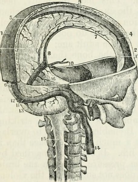 <p>the brain and the spinal cord</p>