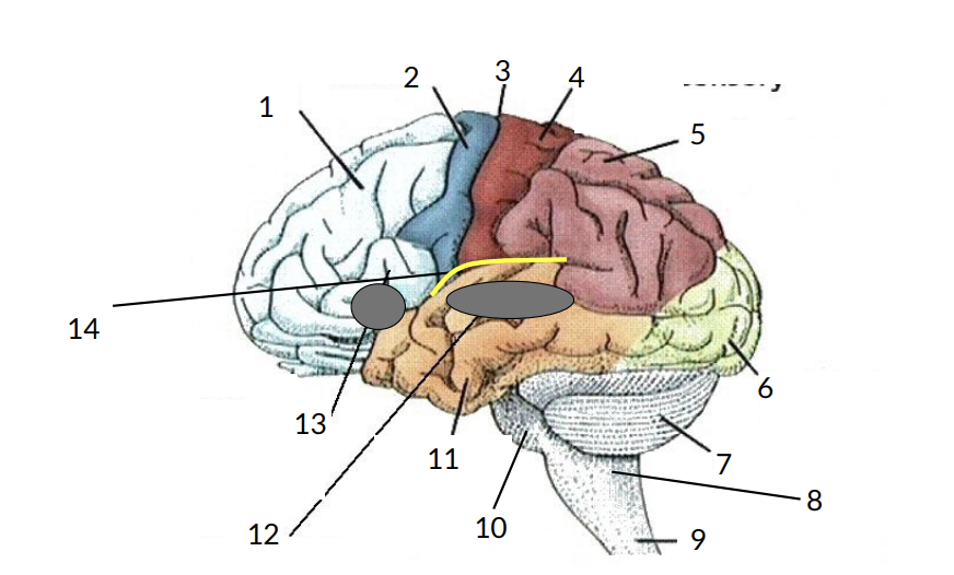 <ul><li><p>naming</p></li><li><p>repetition</p></li><li><p>auditory comprehension</p></li><li><p>reading comprehension</p></li><li><p>writing</p></li><li><p>visuospatial ability </p></li></ul><p></p>