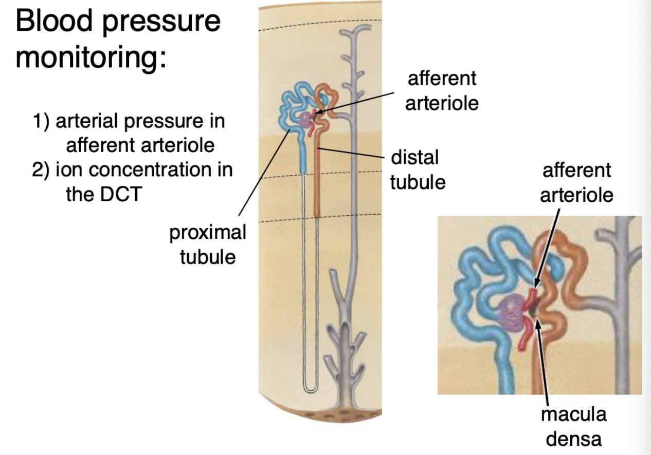 <ol><li><p>arterial pressure in afferent arteriole</p></li><li><p>ion concentration in DCT</p></li></ol><p></p>