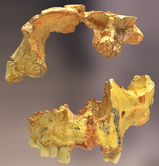 <ul><li><p>Fossils entirely from caves in northern Spain </p><ul><li><p>6 individual skeletons found</p></li><li><p>their facial features started to resemble modern humans </p></li></ul></li></ul><ul><li><p>Possible common ancestor of H. heidelbergensis</p></li></ul><p>First migratory wing from Africa</p>