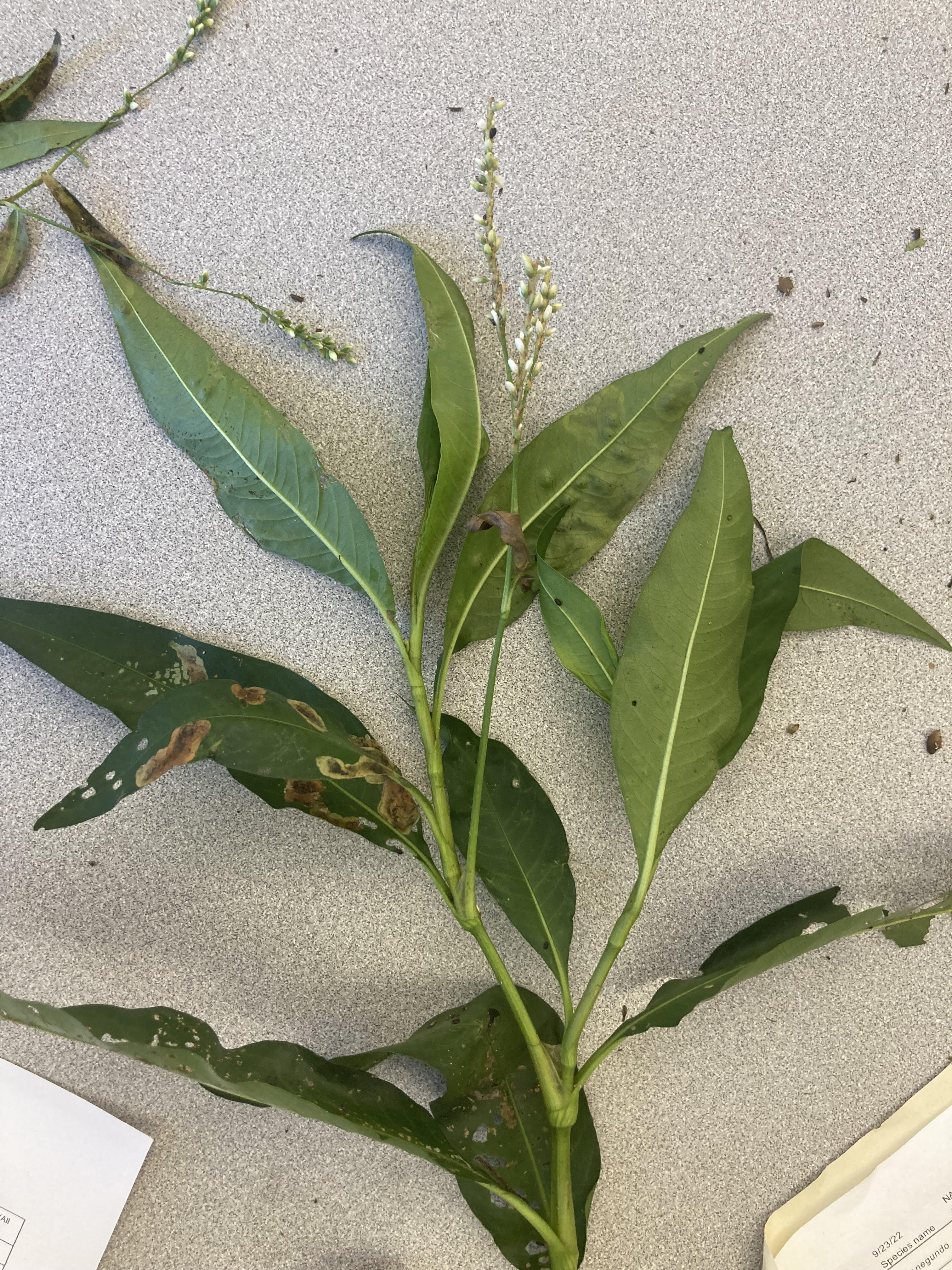 What is this plant?