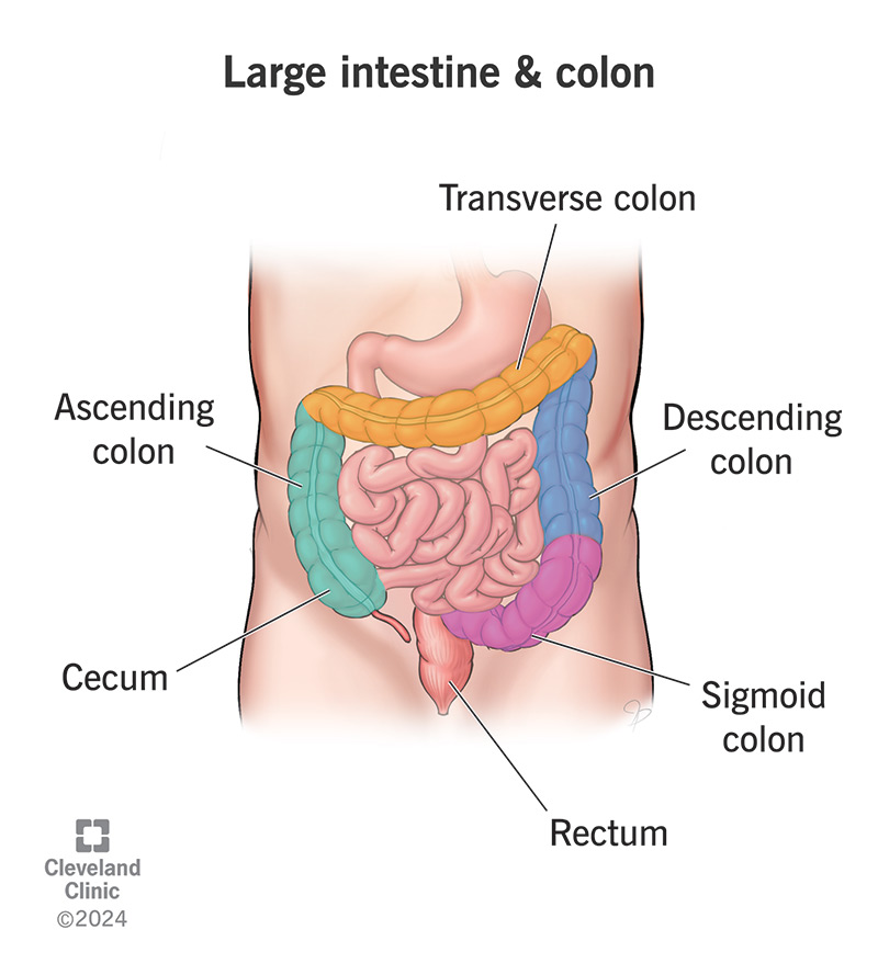 <p>Stores the remains of digested food that will be emptied into the rectum.</p>