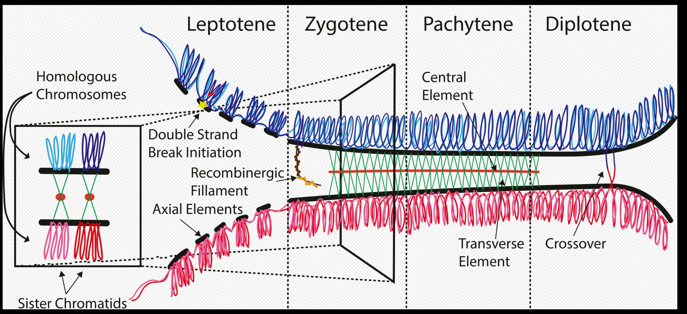 <p>A protein structure which helps homologous pairs of chromosomes cross over in order to increase genetic variation. In reality during crossover chromosomes are actually positioned one on top of the other. This complex binds them together and makes it possible for them to maintain this position. This complex breaks down after chromosomes connect and leave the chiasmata to keep certain regions connected.</p>