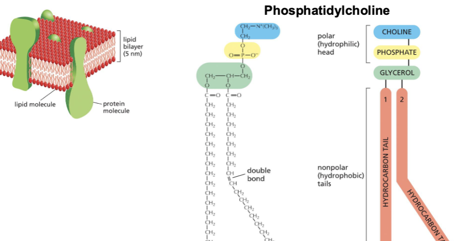 <p>What are three other parts of a phospholipid?—> choline, phosphate, and glycerol.</p><p>Phosphatidylcholine is one of the most common phospholipids present in the membranes of animals and plants.</p><p></p><p>hydrocarbon tails are fatty acids, attached to glycerol by their carboxyl (cool) group.</p>