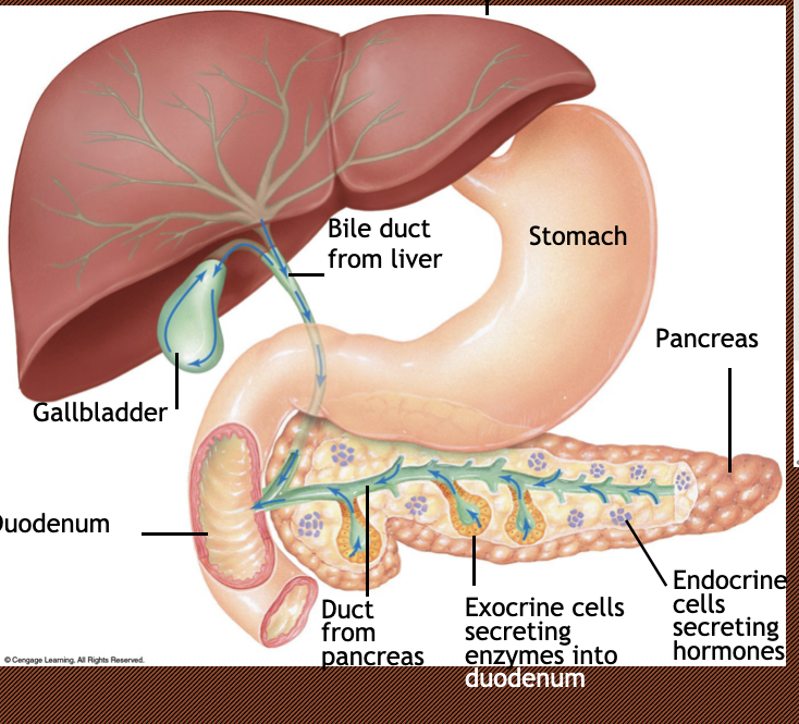 <p>The pancreas has many ducts where they contain endocrine cells secreting hormones and exocrine cells secreting enzymes into the duodenum through ducts</p><p>A sphicter at the end of these ducts called the sphicter of odie.</p><ul><li><p>chime apearing in the duodenum is the stimulus for opening that sphincter</p></li></ul><p>Acini&nbsp; are the cells found in the pancreas that secrete into the ducts enzymes and bicarboneate</p><p>hepatopancreatic sph</p><p></p>