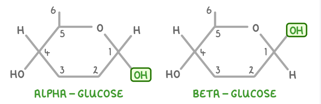 <p><span style="color: rgb(80, 79, 88)">The orientation of the </span><strong>hydroxyl group on carbon 1</strong><span style="color: rgb(80, 79, 88)">.</span></p>