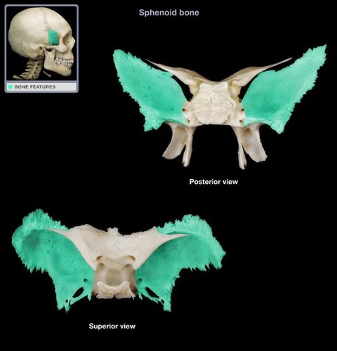 <p>Bone that joins all of the bones of the cranium together</p>