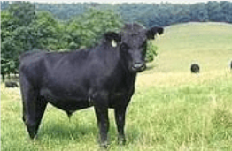 <p>Moderately framed beef breed Relatively petite head Small - moderate length ears</p>