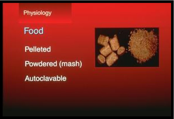 <ul><li><p>Nutritionally complete (balanced) diets are produced by lab animal vendors (at least14% protein, 4-5% fat)</p></li><li><p><span><mark data-color="blue" style="background-color: blue; color: inherit">Shelf life of commercial rat chow is 6 months from milling date</mark></span></p></li><li><p><span>Omnivores- can eat fresh fruit and vegetables</span></p></li></ul><p></p>