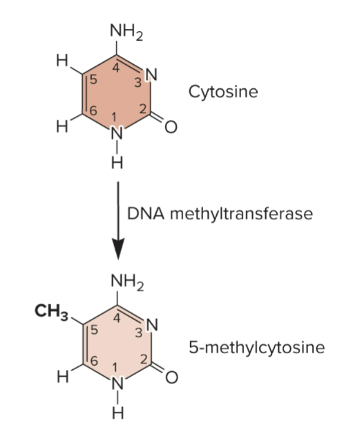 <ul><li><p>covalent attachment of methyl groups (-CH3)</p></li><li><p>carried out by DNA methyltransferase</p></li><li><p>common in some euk species, but not all</p></li><li><p>DNA methylation usually inhibits euk gene transcription</p></li><li><p>yeast and Drosophila have little DNA methylation while vertebrates and plants have abundant DNA methylation</p></li><li><p>in mammals, ~ 2 to 7% of the DNA is methylated</p></li></ul><p></p>