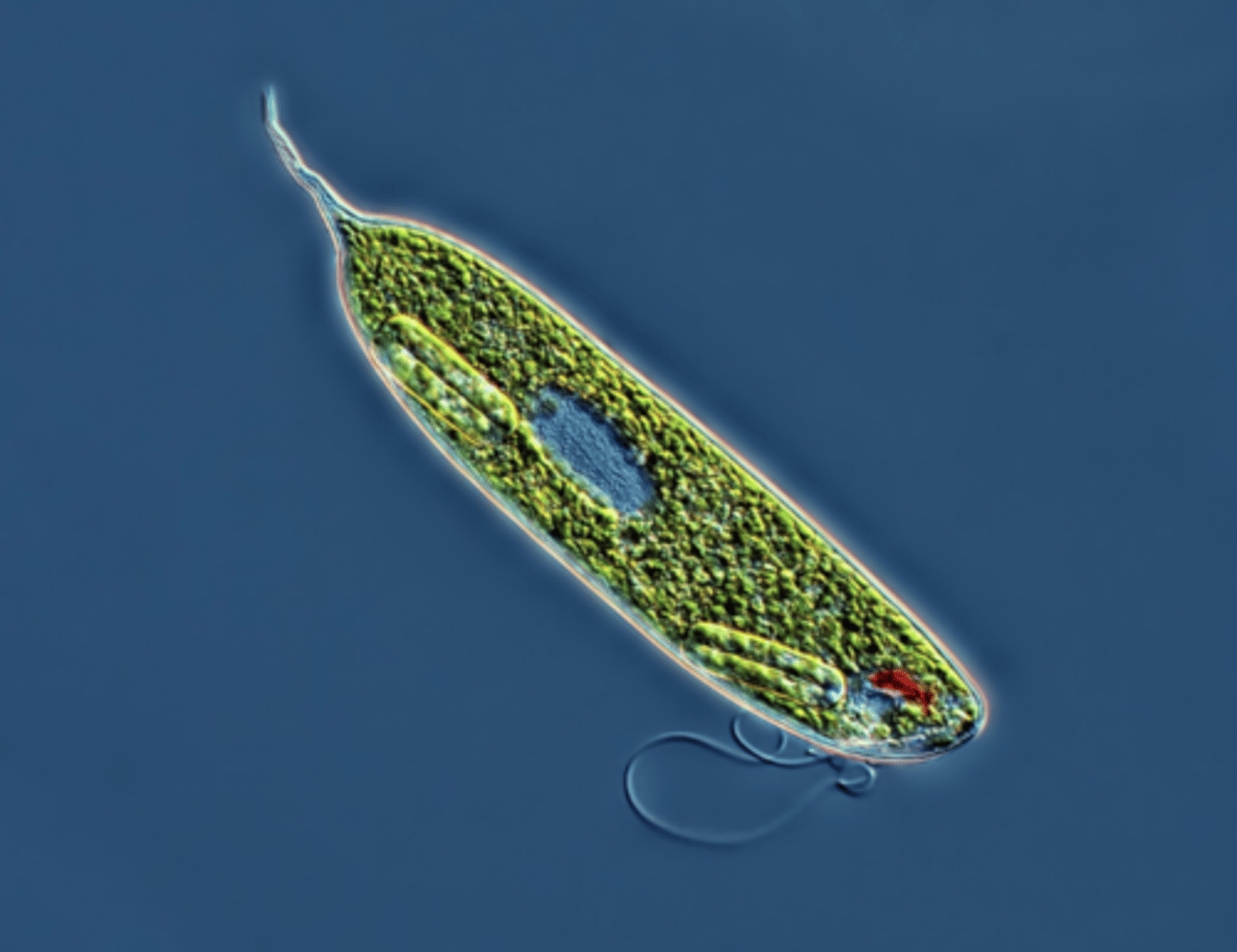 <p>I am unicellular and move around with the help of a long whip-like projection called a flagella.</p><p>I have a nucleus and chloroplast.</p><p>I can be found living in water, lakes, and ponds and like to eat bacteria, yeasts and algae.</p>