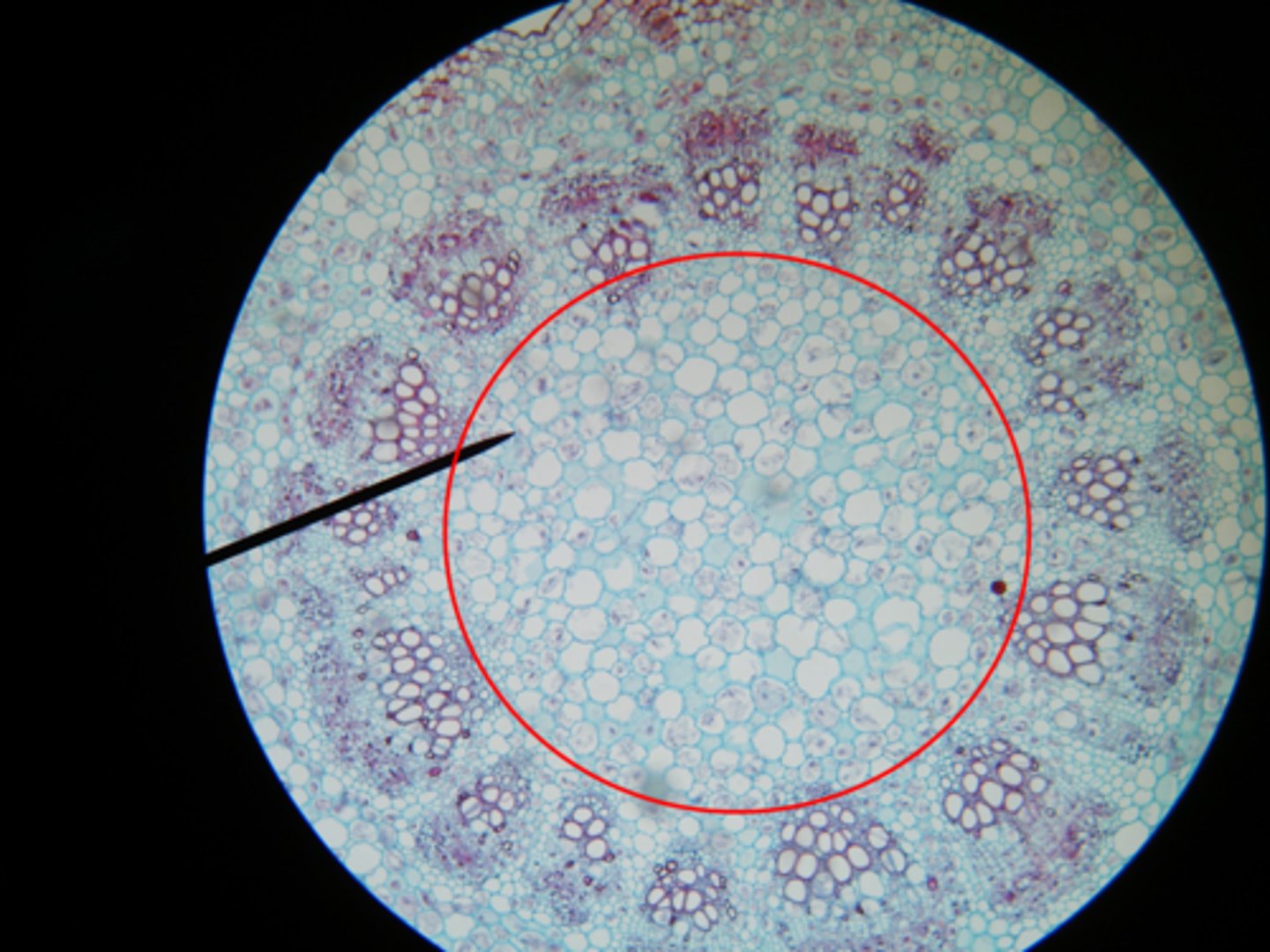 <p>- most abundant plant cell with thin cell walls<br>- In leaves the cells are filled with chloroplasts<br>- In other plant organs they store starch<br>- they are <b>totipotent</b>: the ability to divide into a new plant (asexual)</p>