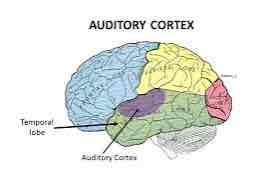 <p>location: top of temporal lobe</p><p>function: processes auditory info</p>