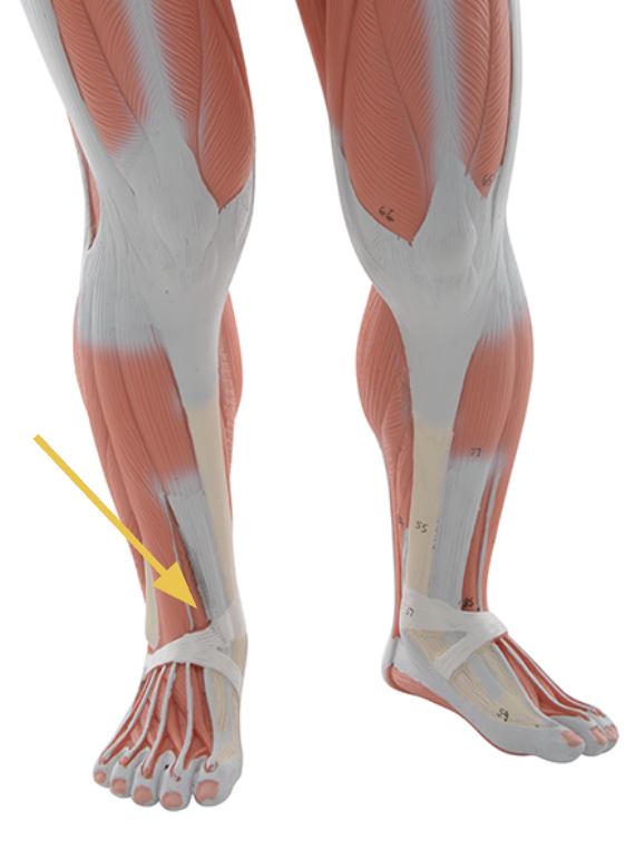 <p>identify + state origin, insertion, action, innervation of marked structure</p>