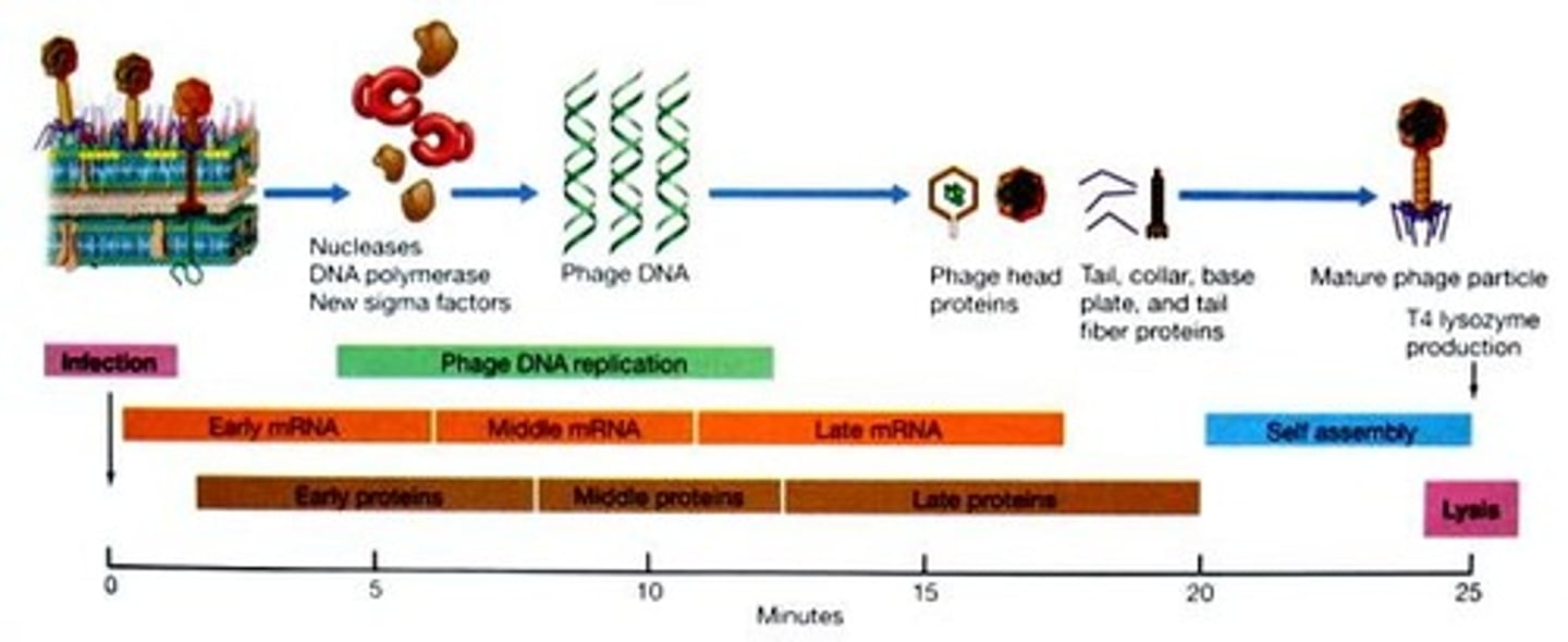 <p>head and tail proteins, enzymes required to release mature phage particles</p>