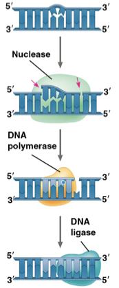 <ol><li><p>nuclease cuts out damaged DNA stretches </p></li><li><p>DNA polymerase recodes the segment </p></li><li><p>ligase seals the space </p></li></ol><p></p>