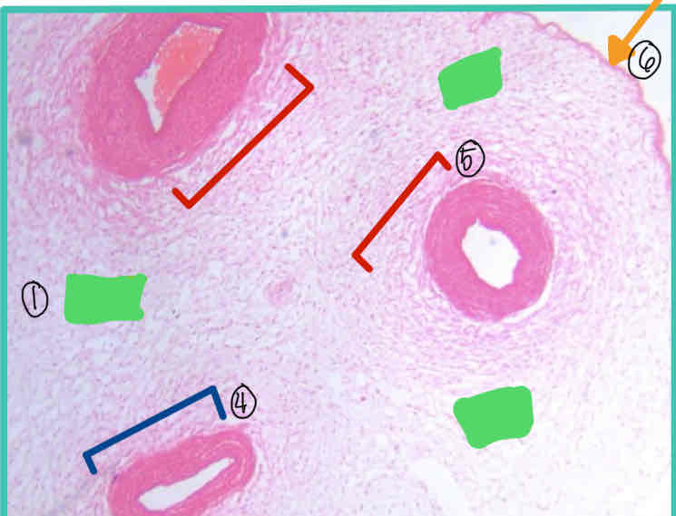 <p>1) Tissue: </p><p>2) Preponderant Cells: </p><p>3) Preponderant Fibers: </p><p>4)</p><p>5)</p><p>6)</p>