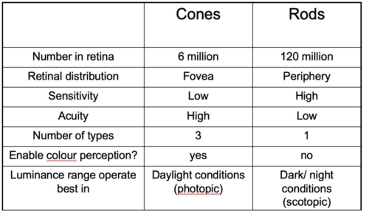 <p>more sensitive to dim lighting, periphery</p>