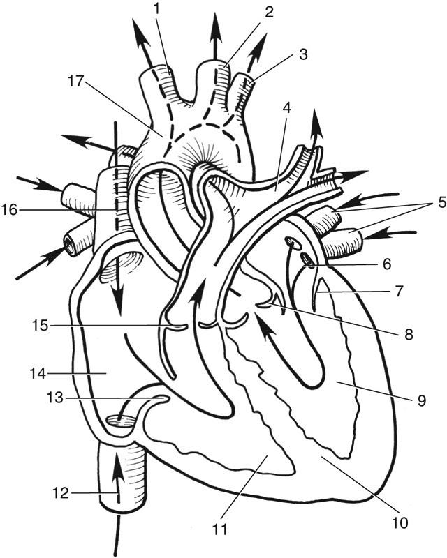 <p>12</p>