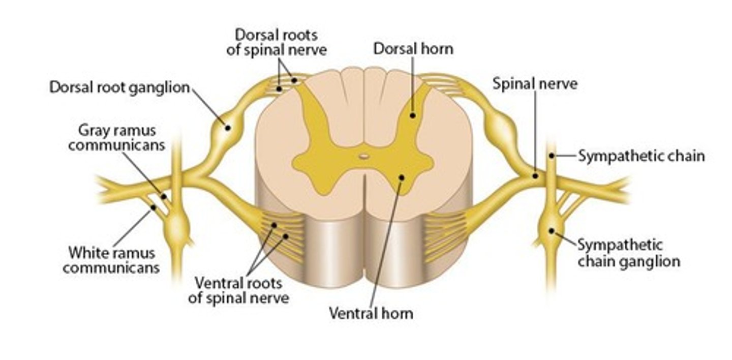 <p>It controls processes that are consciously perceived or controlled, including somatic sensory and somatic motor functions.</p>