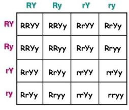 <p><span>How many zygotes are round?&nbsp;</span></p><p>R=Rod-shaped and r=round. Rod-shaped is dominant </p><p>Y=Yellow and y=blue.  Yellow is dominant.</p>