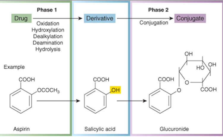<p>aspitin → salicylic acid → glucuronide </p><p>the salicylic acid is short lived because in phase 2 a sugar is added onto the hydroxyl group (it can no longer bind to its target and can now be excreted)</p>