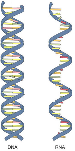 <p>Macromolecule that stores information in the form of a genetic code</p>