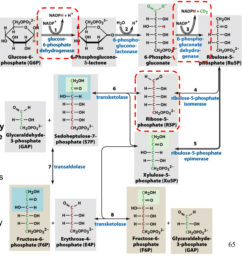 
1. oxidative reactions (1-3): glucose-6-phosphate is turned into 6-phosphoglucono-δ-lactone by glucose-6-phosphate dehydrogenase, which is turned into 6-phosphogluconate by 6-phosphoglucono-lactonase, which is turned into ribulose-5-phosphate (Ru5) by 6-phosphogluconate dehydrogenase 
2. isomerization and epimerization reactions (4-5): Ru5P is turned into Xu5P by an epimerase or into R5P by an isomerase 

   
   1. carbon shuffling (6-8): R5P and Xu5P undergo carbon shuffling by a transketolase or transaldolase 