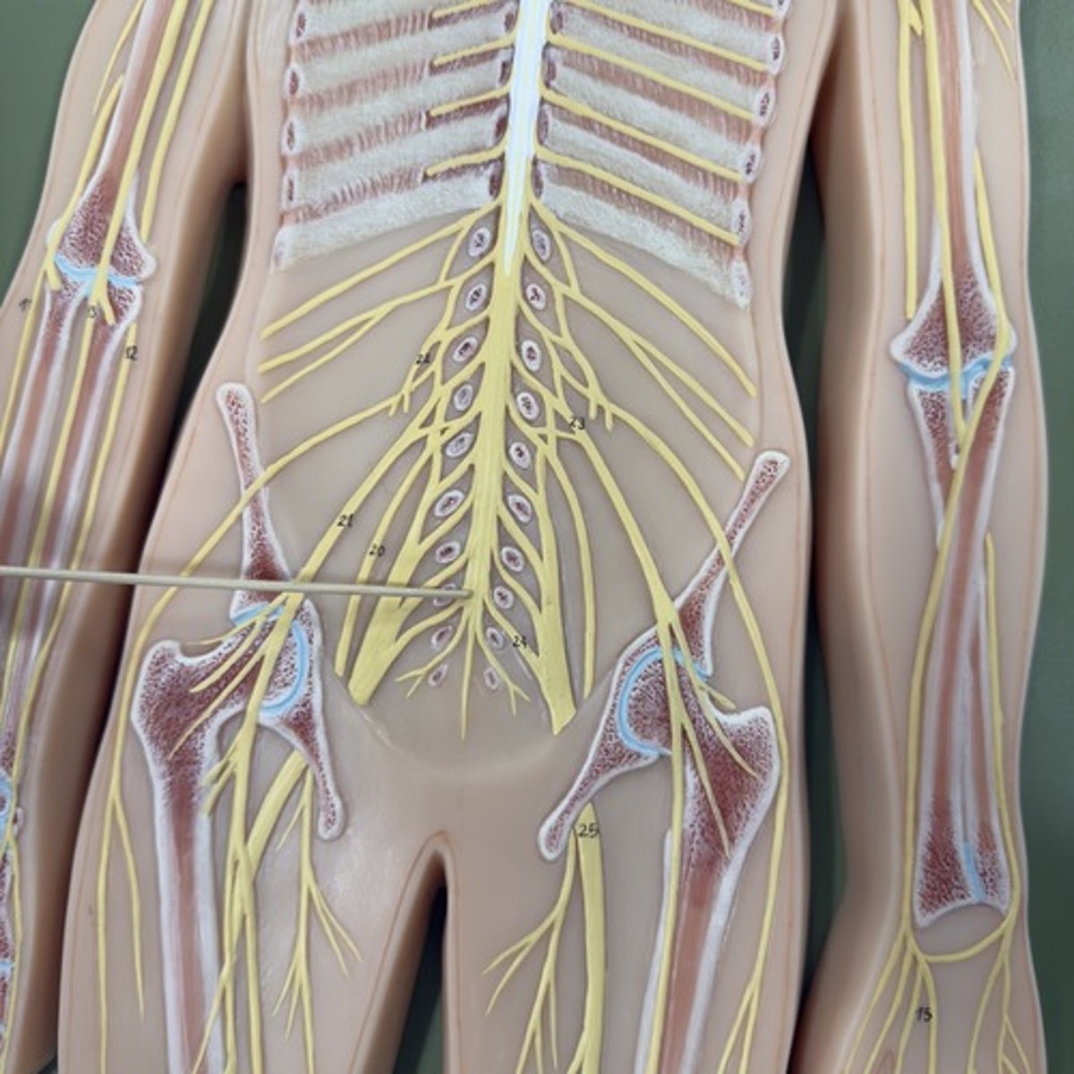 <p>Identify the structure.</p>