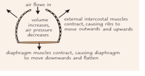 <p>Ventilation:</p><p>Ventilation consists of inspiration and expiration. It is controlled by the movements of the diaphragm, internal and external intercostal muscles and ribcage</p><p>Inspiration steps:</p><p>1) The external intercostal and diaphragm muscles …1?</p><p>2) This causes the ribcage to move upwards and …2? and the diaphragm to flatten, increasing the …3? of the thoracic cavity (the space where the lungs are).</p><p>3) As the volume of the thoracic cavity increases, the lung pressure …4? (to below atmospheric pressure).</p><p>4) Air will always flow from an area of higher pressure to an area of lower pressure (i.e. down a pressure gradient)so air flows down the trachea and into the …5?.</p><p>5) Inspiration is an …6? process - it requires energy</p><p></p><p>Expiration steps:</p><p>1) The external intercostal and diaphragm muscles ...7?</p><p>2) The ribcage moves downwards and …8? and the diaphragm becomes curved again.</p><p>3) The volume of the thoracic cavity …9?, causing the air pressure to …10? (to above atmospheric pressure).</p><p>4) Air is forced down the pressure gradient and out of the ...11?.</p><p>5) Normal expiration is a …12? process— it doesn't require energy.</p><p>6) Expiration can be also be forced to occur (e.g. if you want to blow out the candles on your birthday cake).</p><p>7)During forced expiration, the external intercostal muscles relax and internal intercostal muscles …13?, pulling the ribcage further down and in. During this time, the movement of the two sets of intercostal muscles is said to be antagonistic (opposing).</p>