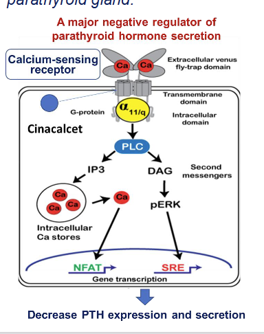 <ol><li><p>Cinacalcet mimics the action of calcium </p><ol><li><p>Allosterically activates the calcium sensing receptor </p></li><li><p><span style="color: #e178db"><strong><u>Reduces PTH → decrease serum calcium levels</u></strong></span></p></li></ol></li><li><p>Used to treat hyperparathyroidism (CKD/dialysis)</p></li></ol><p></p>