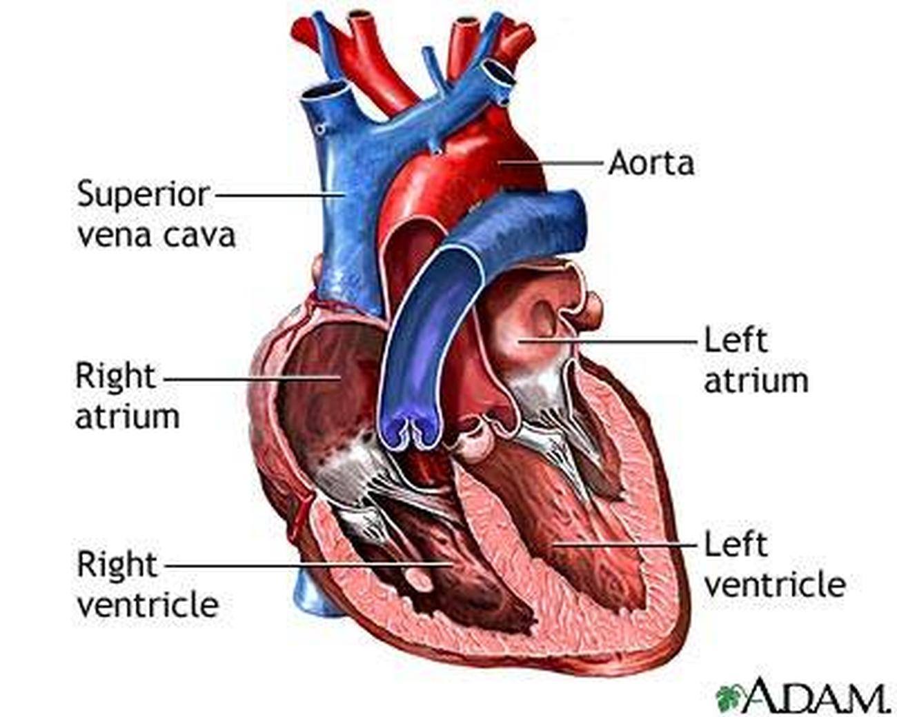 <p><strong>VENTRICLES</strong></p>