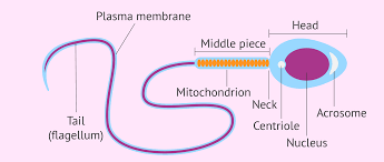 <ul><li><p>acrosome (enzymes to break down outer layer of ovum)</p></li><li><p>Head: contains 23 chrosmosomes in nucleus</p></li><li><p>midpiece: contains mitochondria = energy</p></li><li><p>tail: propels sperm</p></li></ul><p></p>