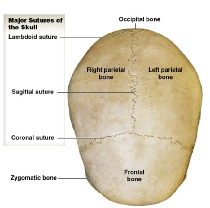 <p>What is this view of the adult skull?</p>