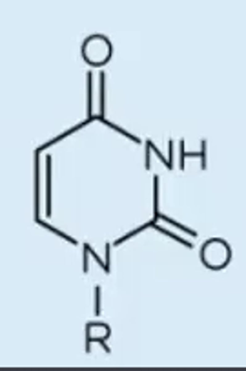 <p>pyrimidine with two carbonyl substituents</p>