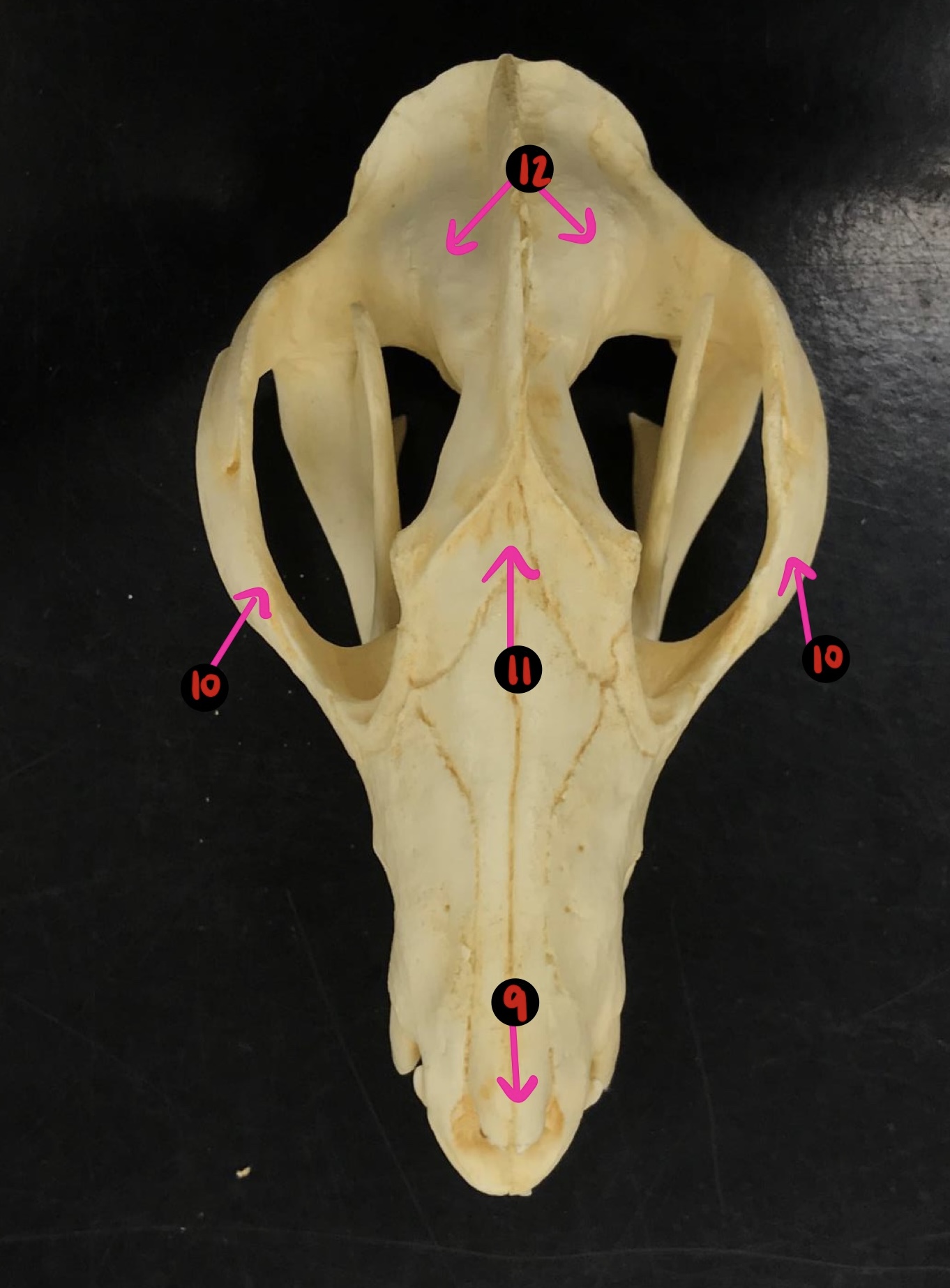 <p>Opossum skull- 12</p>