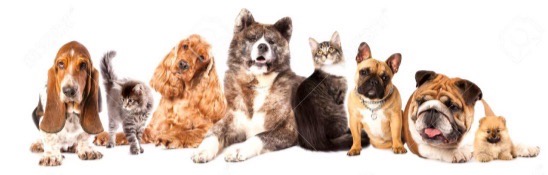 <p>Classification: Are there more dogs or more animals in this picture?</p>