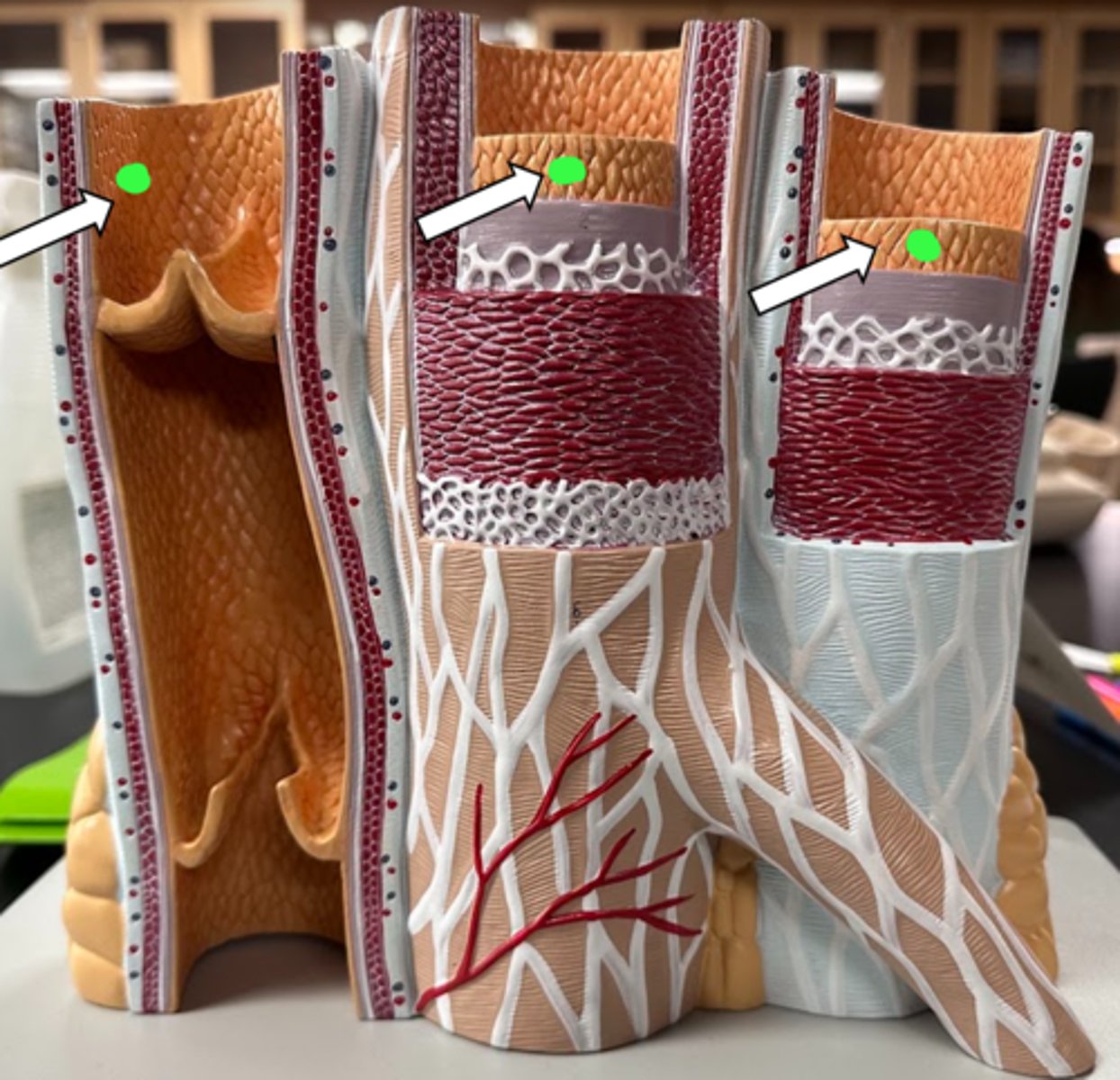 <p>name the structure</p>