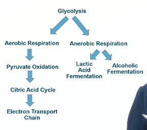 <p>(without oxygen)</p><p><span>o&nbsp;&nbsp; </span>Produces very little ATP compared to aerobic</p><p><span>o&nbsp;&nbsp; </span>Lactic Acid Fermentation</p><ul><li><p>Lactic acid is a byproduct</p></li></ul><p><span>o&nbsp;&nbsp; </span>Alcoholic Fermentation</p><ul><li><p>Ethanol is a byproduct</p></li></ul>