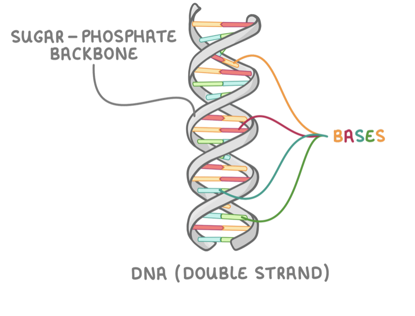 <p><span>DNA is made up of two polynucleotide strands wound around each other to form a double helix.</span></p><p><strong>The following features allow DNA to pass genetic information from one generation to another:&nbsp;</strong></p><ol><li><p><strong>Sugar-phosphate backbone - T</strong>his protects coding bases on the inside of the helix.</p></li><li><p><strong>Double stranded - T</strong>his allows strands to act as templates in DNA replication.</p></li><li><p><strong>Large molecule -</strong> It stores lots of information.</p></li><li><p><strong>Double helix -</strong> This makes the molecule compact.</p></li><li><p><strong>Complementary base pairing - </strong>This allows accurate DNA replication.</p></li><li><p><strong>Weak hydrogen bonds -</strong> This allows strands to separate in DNA replication.</p></li></ol><p></p>