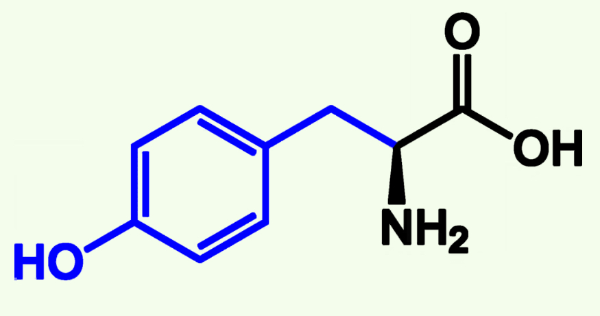 <p>Tyr (Y)</p><p>Aromatic Group</p><p>Neutral Polar - more Polar than nonpolar because of Hydroxyl group (OH)</p><p>Capable of Phosphorylation</p>