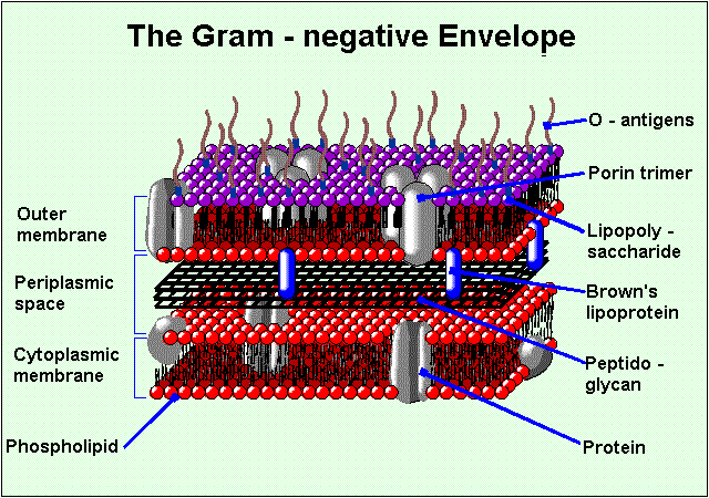 <p>Porins are primarily located on the outer membrane of gram-negative bacteria, mitochondrial outer membranes, and eukaryotic plasma membranes.</p>
