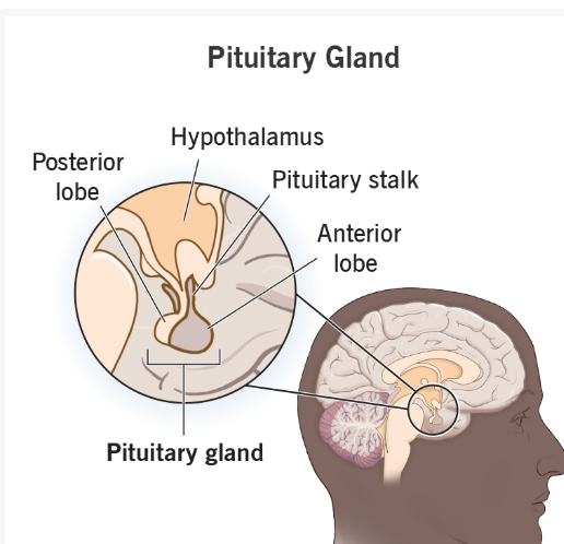 <p>Often called the "master gland," it regulates many other endocrine glands and produces hormones like growth hormone (GH), prolactin, and adrenocorticotropic hormone (ACTH).</p>