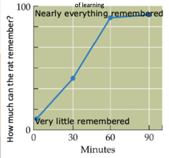 <ul><li><p>inhibition of protein synthesis which allows structural changes at synapse in long-term potentiation</p></li><li><p>disrupts memory for 1 hour</p></li><li><p>no effect on memory is protein synthesis disrupted after 1 hour of learning</p></li></ul><p></p>