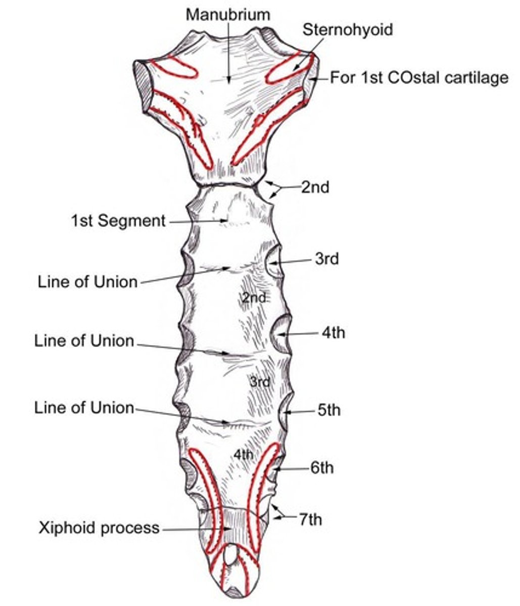<p>Thoracic vertebrae (posterior), sternum (anterior), ribs (lateral), and costal cartilages.</p>