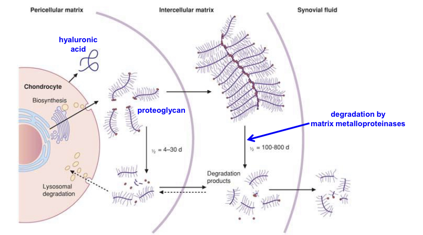 <ul><li><p><u>Aggrecan</u> is retained in cart ECM via non covalent interaction w/ <strong>hyaluronic acid a</strong>nd <strong>link protein</strong>(small glycoprotein)</p></li><li><p>Large GAG content provides tissue w/ <strong>resilience under compression</strong></p></li></ul><p>Clinical rel: <u>OA, RA, and SLE </u>are accompanied by <strong>excessive degration</strong> of cartilage proteoglycans —&gt;defective cartridge func</p>