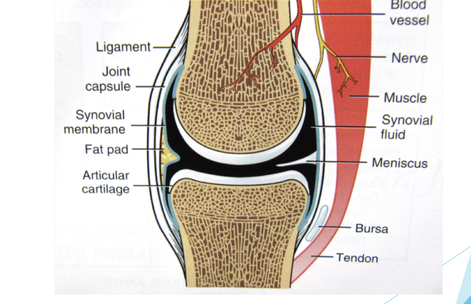 <p>Joint Structure</p>